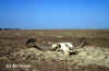 The Desert takes its toll in the Dhrangadhra Wild ass Sanctuary