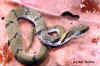 Juvenile green keelback