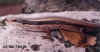 Mabuya carinata - Common skink