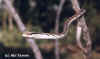 Bronze tree snake