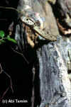Common wolf snake - Boiga trigonatus