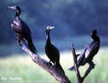 Cormorants basking in Bharatpur