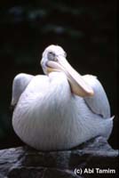 Spot billed pelican