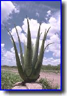 [Planta de Aloe Vera (Aloe barbadensis)]