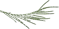 Alga Cladophora