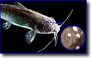 [Pez con punto blanco. Ichthyophthirius multifiliis]