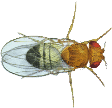 [Imagen ampliada de una mosca de la fruta]