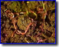 [Lombrices de tierra. Eisenia foetida]