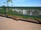 Lots of coatis at the falls