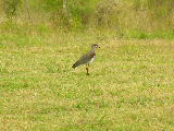 Another colorfull bird