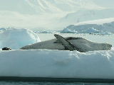 Leopard seal