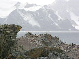 Penguin Colony on Half Moon Island