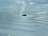 A Minke whale passing by