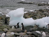 Gentoo penguins on Danco island
