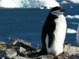 A Chinstrap penguin on Orne island