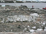 Whale bones at Port Lockroy