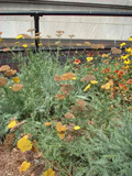 FtGreeneFlowers