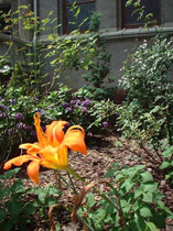 Daylily,St.Edward's