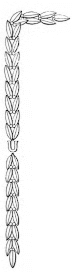 leftleaf.jpg (14476 bytes)