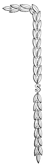 rightleaf.jpg (13688 bytes)