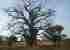 Picture of Baobab Tree