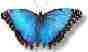 Picture of Blue Butterfly