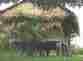Picture of House on Stilts