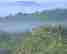 Picture of Rain Forest