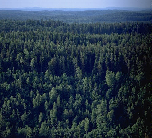 Forest15.jpg