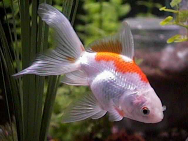 double tail goldfish