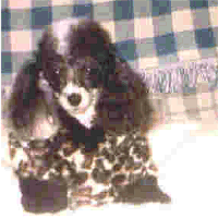 doli