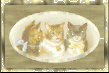 GeoCities