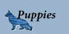 puppybutnew.jpg (13284 bytes)