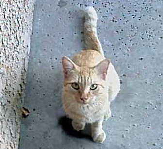 Whose cat this is I think I know...