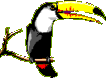 toucan