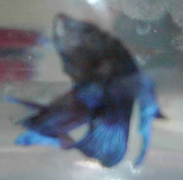 Cobalt