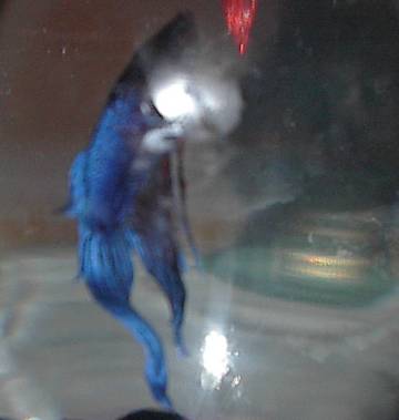 Cobalt