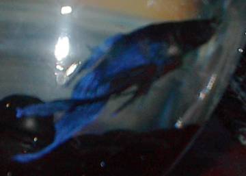 Cobalt