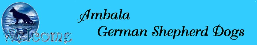 Ambala german shepherd dog kennels nsw gsdl member