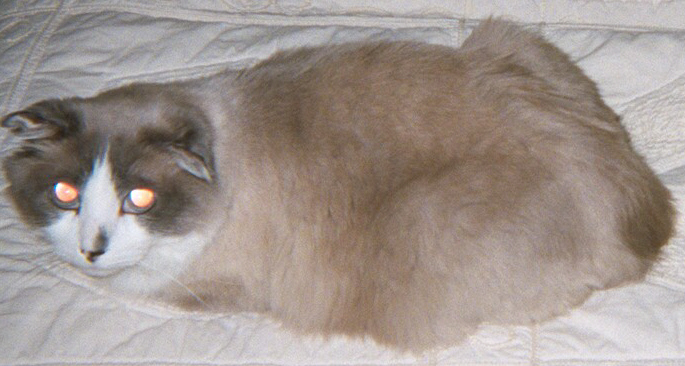 MEOW