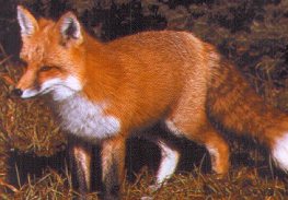 Red Fox