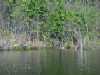 Bedford Conservation Lands, Bedford, MA, Fawn Lake