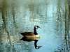 Lexington Conservation Lands, Lexington, MA, Goose