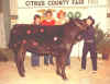 Janie - Steer.JPG (25387 bytes)