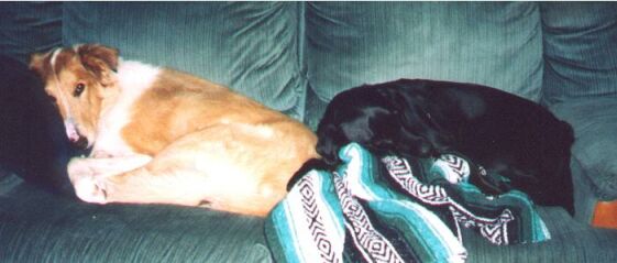 sleeps