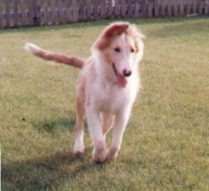 zackpup