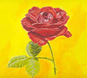 rose