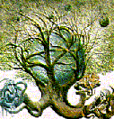 Yggdrasill, el rbol csmico