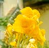 Miscellaneous Collection of Bangalore