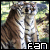 Siberian Tiger Fan